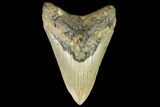 Fossil Megalodon Tooth - North Carolina #109852-1
